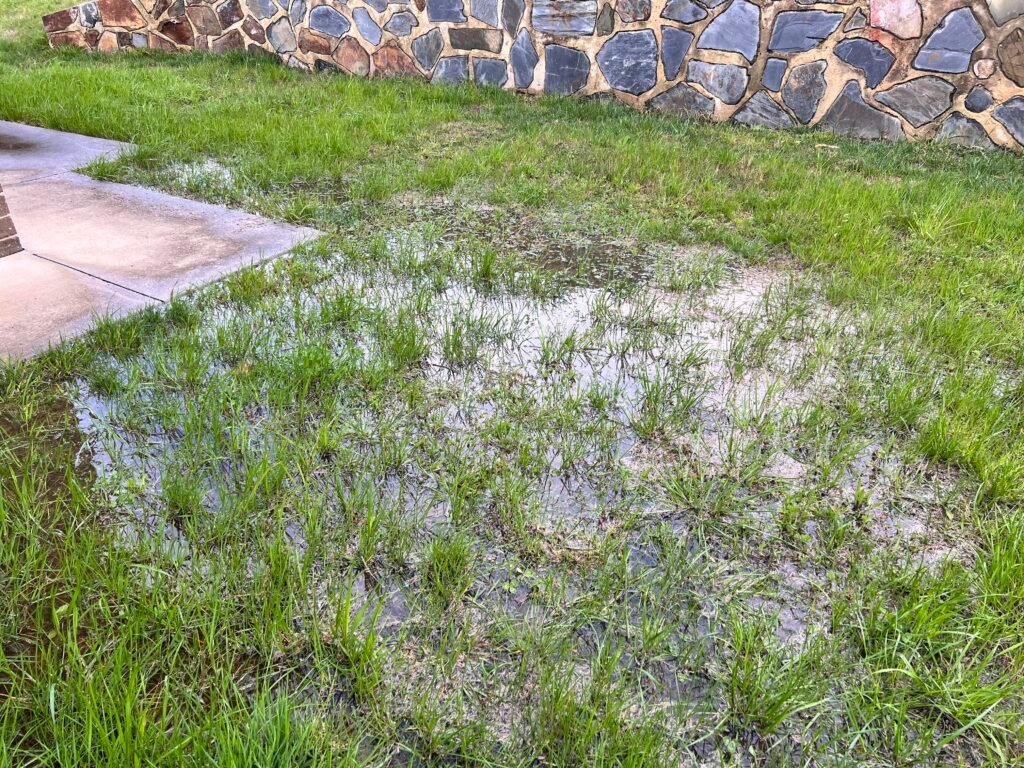 Early Warning Signs in Your Yard